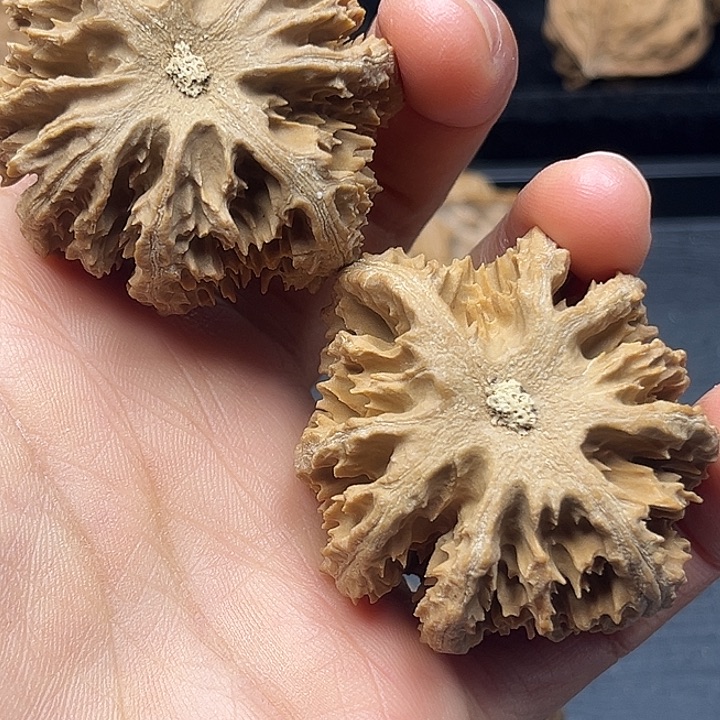 1***！木质类秦岭突突突突突突