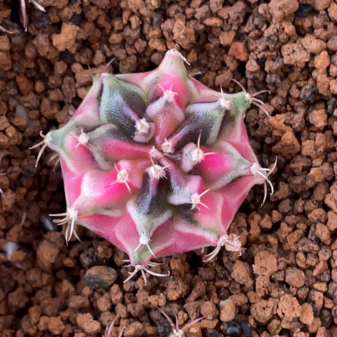 用***4当前无花朵，栽培后可花朵粉白虎斑
