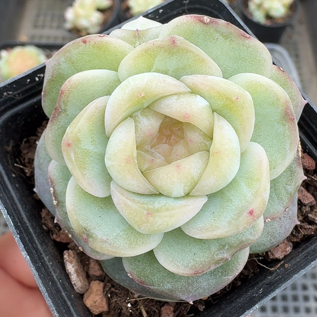 159流光双头1224888888