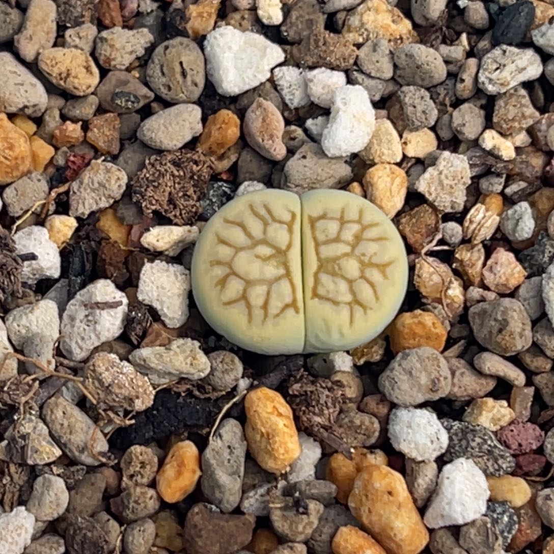 8099奶菊一颗。     