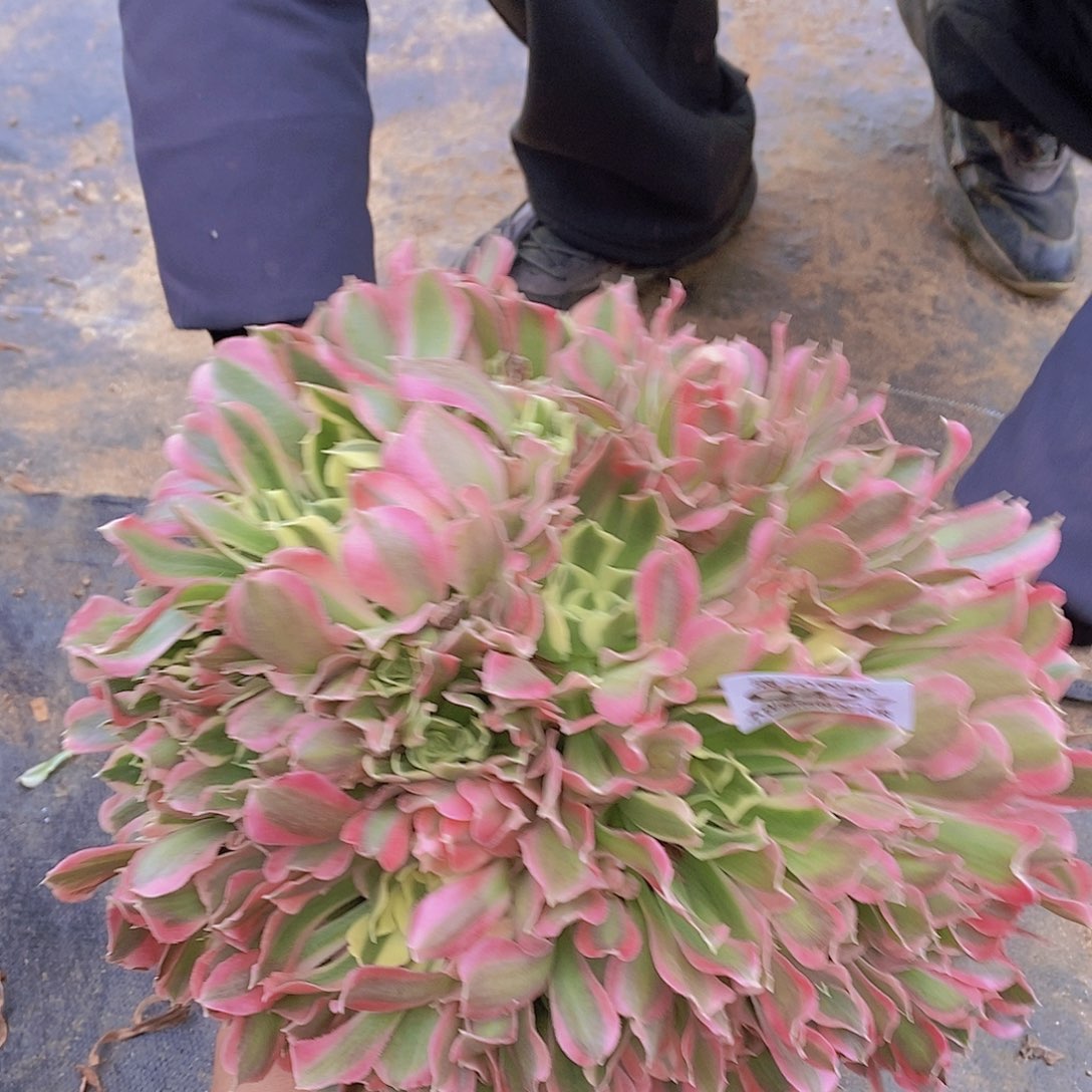 427白凤多肉法师锦