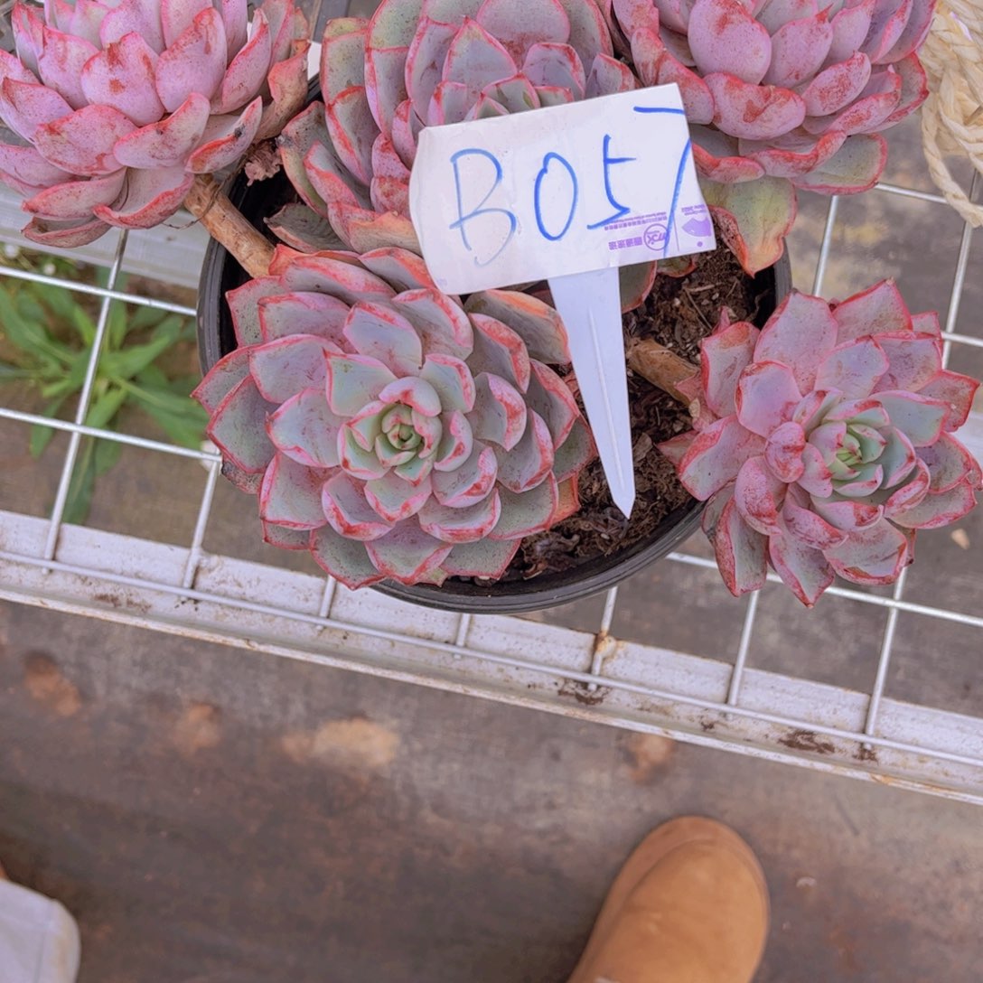 阳**贝赫拉一颗Ｂ０５７一物一拍