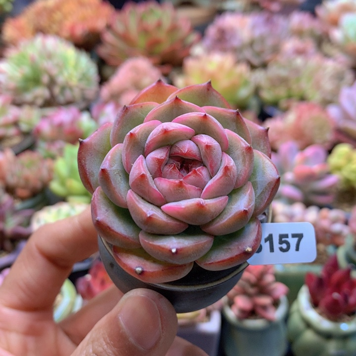 一物一拍含盆土满38包邮B157