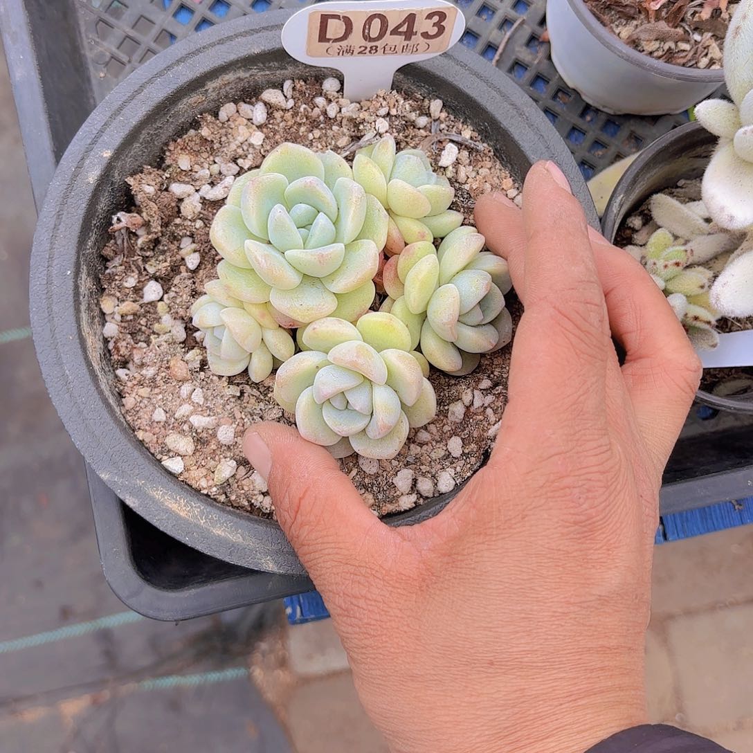 D043冰玉一物一拍