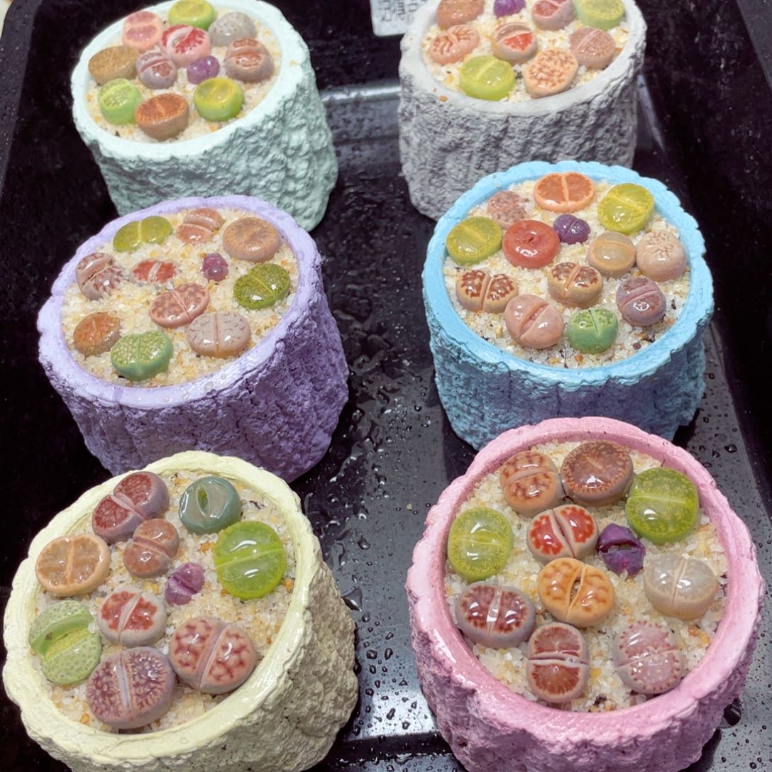 w66666速干树桩盆 一份一盆量拍