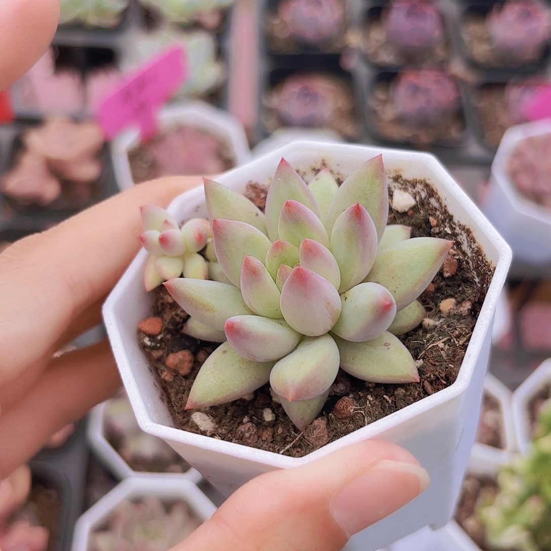 精品虞美人多肉植物