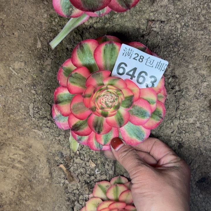 6463南荔枝多肉植物