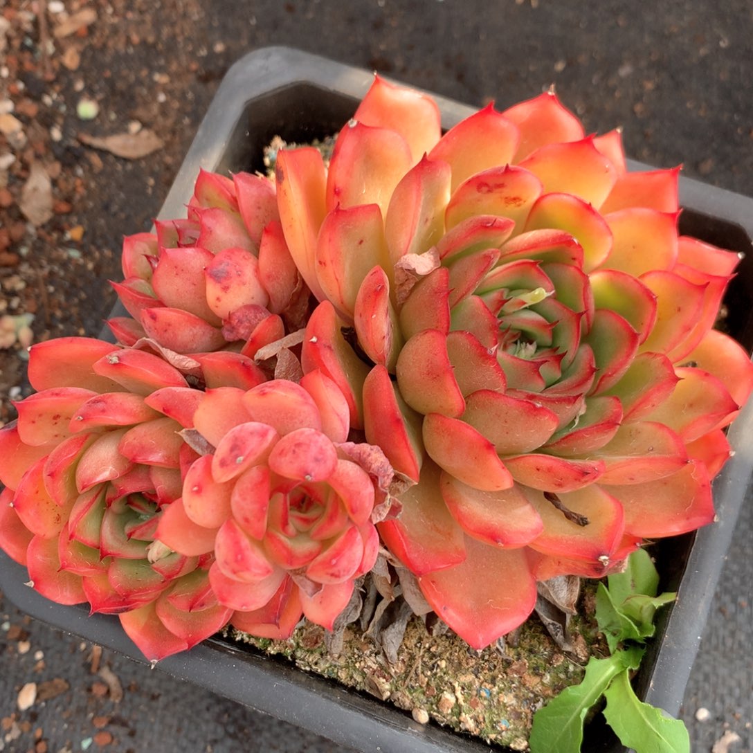 6710不包整散掉头不售后