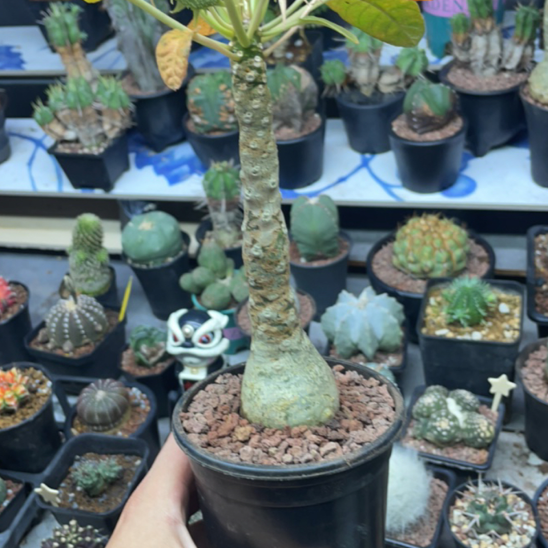 白皮锦叶琉桑一图一物