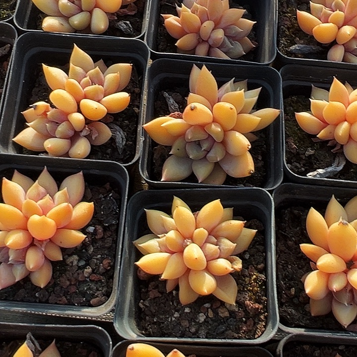 团 038  双头  金黄象牙