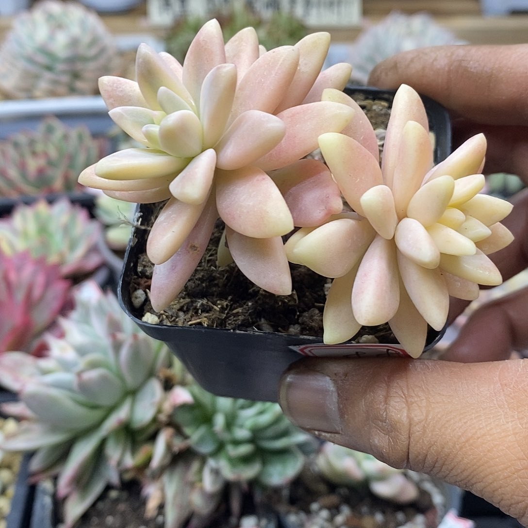 2499 秋丽锦无砍双头