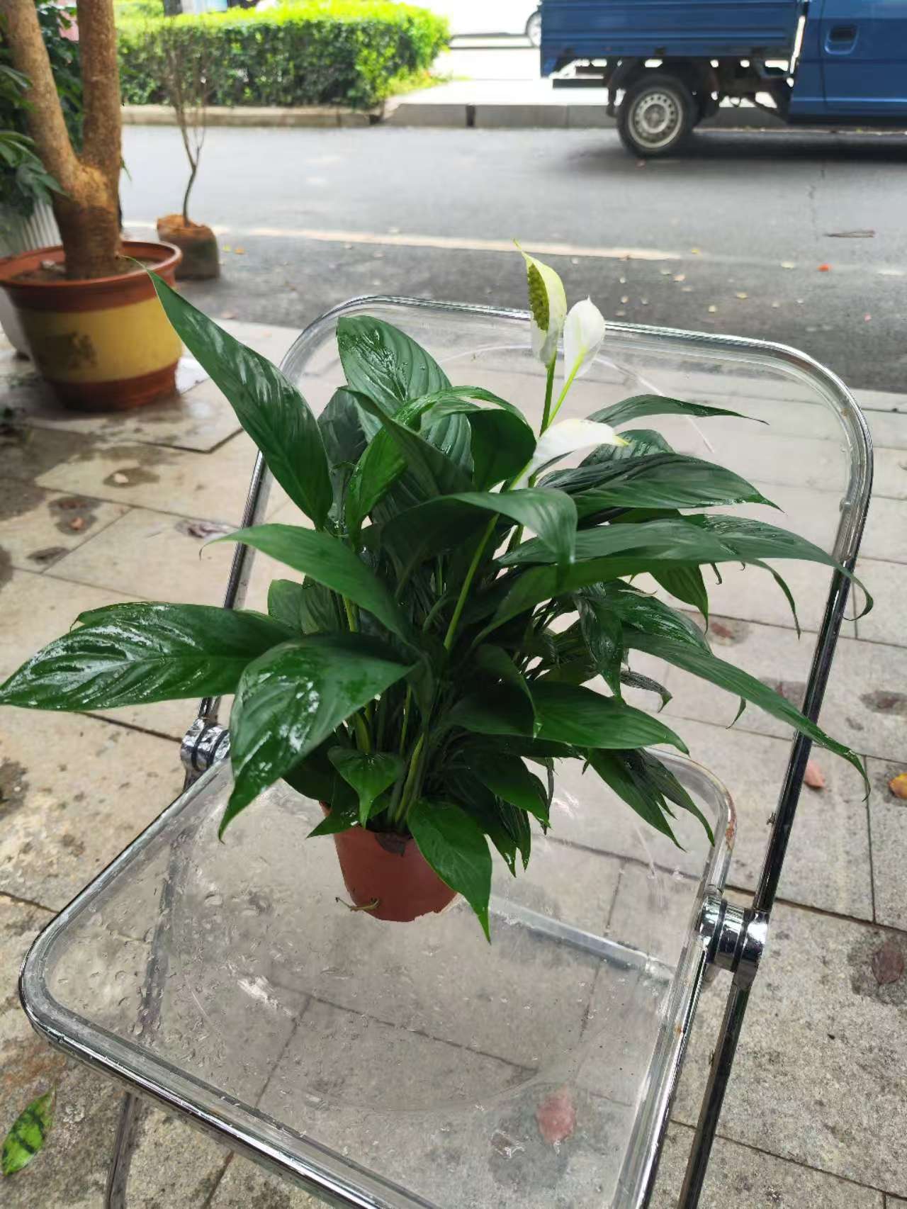 一帆风顺白掌盆栽室内花卉好养且净化空气