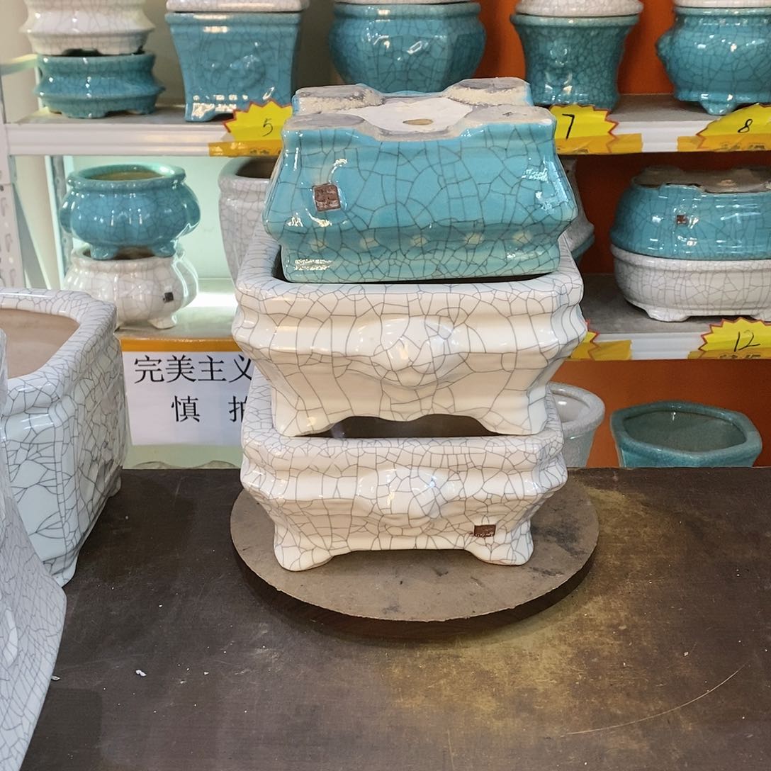 风**总花盆里的小猫咪