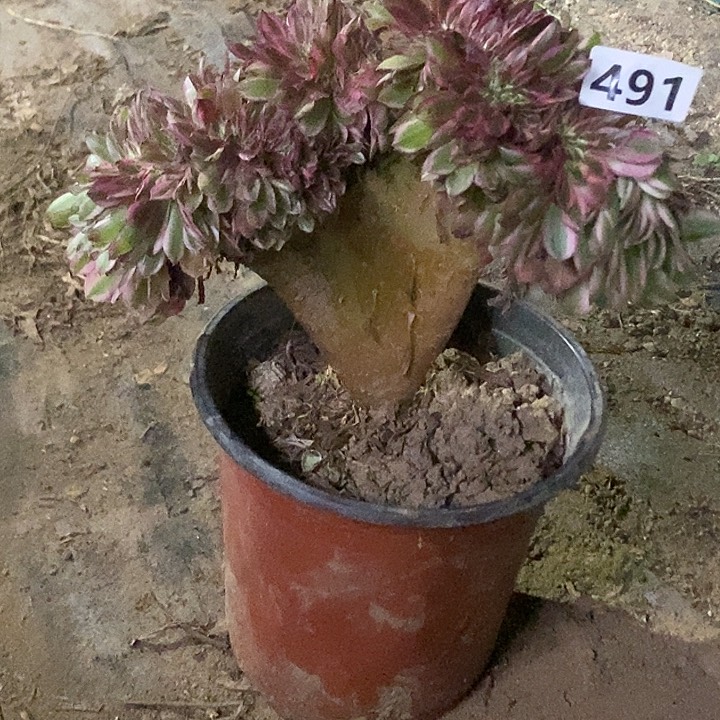 491倾城小板子法师缀老