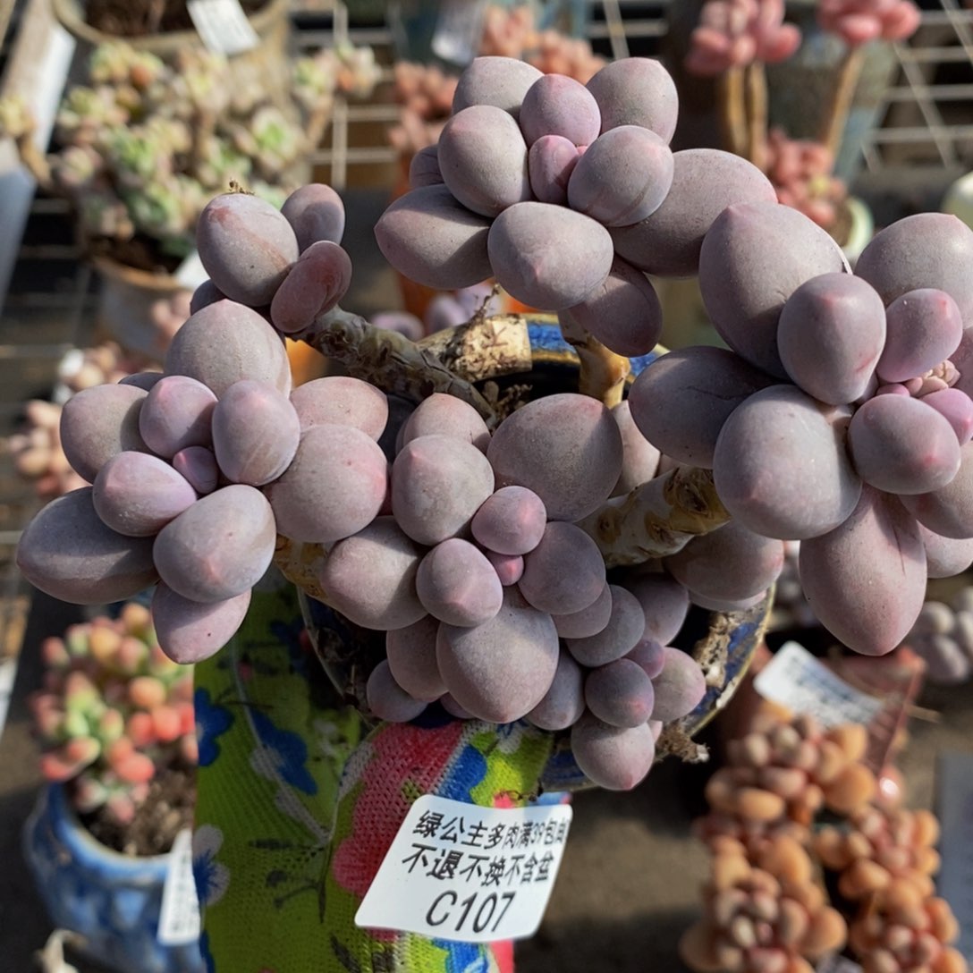 香水手指107/10c m