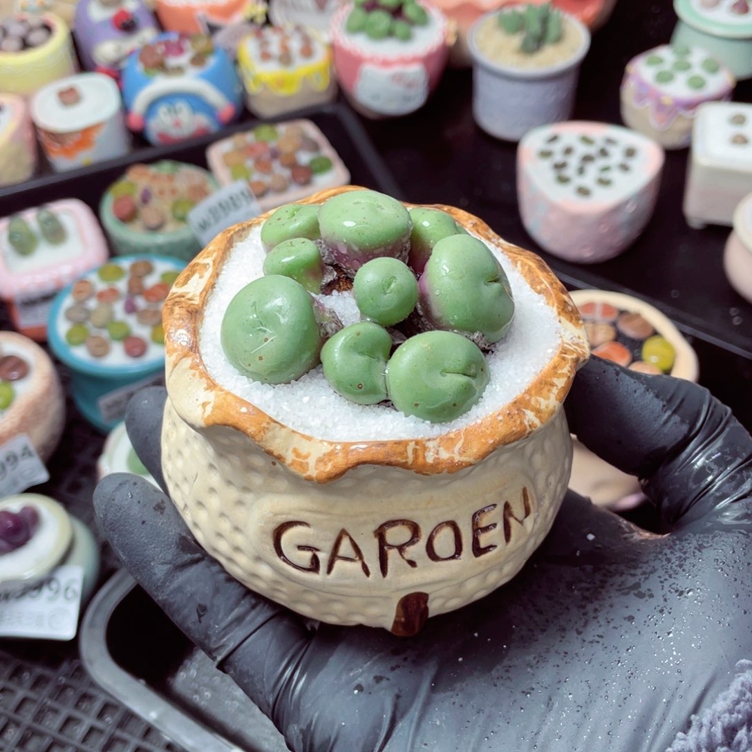 w3998--带盆土发货，零下地区拍保温箱