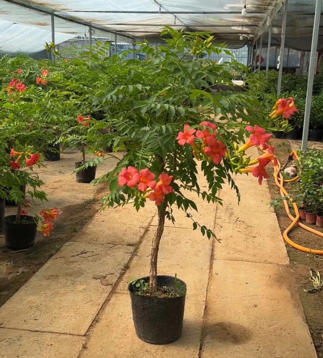 凌霄花卉爬藤耐寒耐热植物庭院地栽盆栽花量大花期长园艺开花苗木