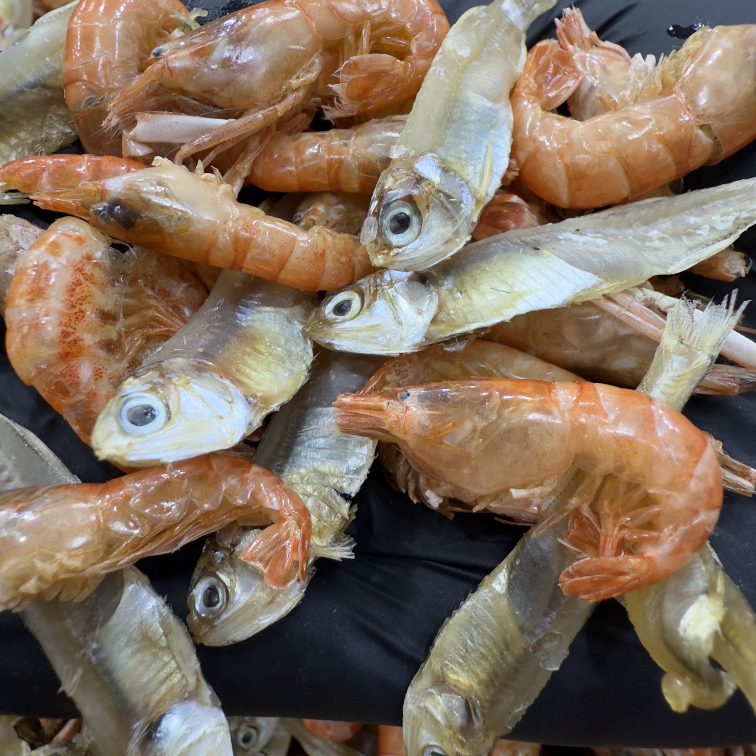 【马鲛仔海产阿霞】新晒淡晒鱼虾杂 1斤装 顺丰包邮 广东博贺港