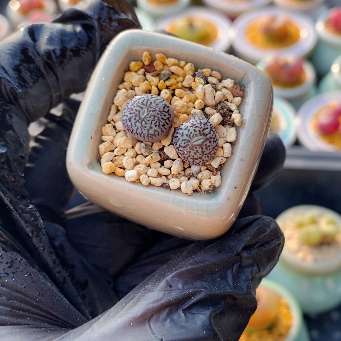 4727-一物一拍 带盆