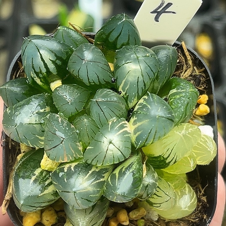4双头灯芯龙爪玉露锦