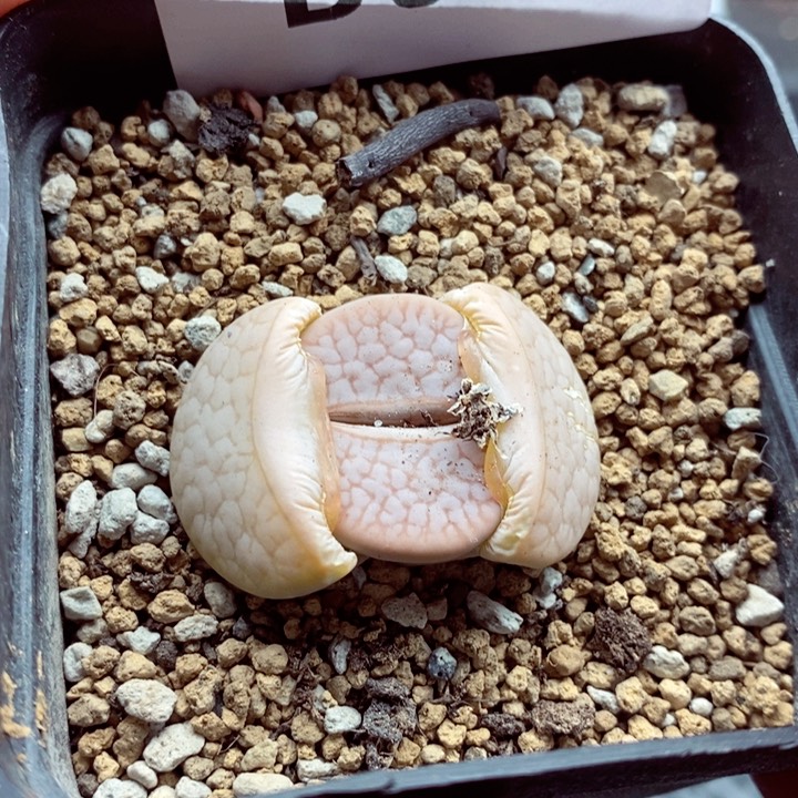 我是一只小小鸟地域鬼020