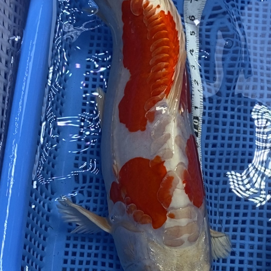 锦鲤冷水锦鲤包邮
