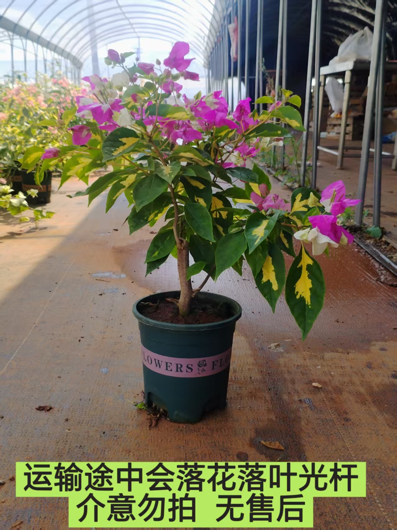 周（金心双色）介意运输途中落花落叶 有的落秃  轻微折枝的勿拍