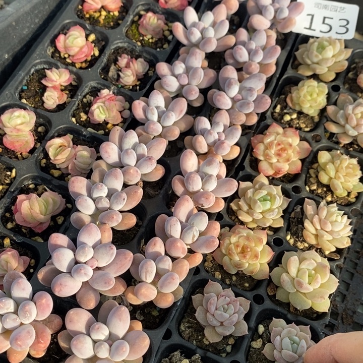 153 多肉植物盆栽花卉