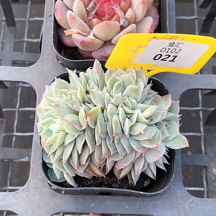 0102021昂斯诺缀化，元旦福利