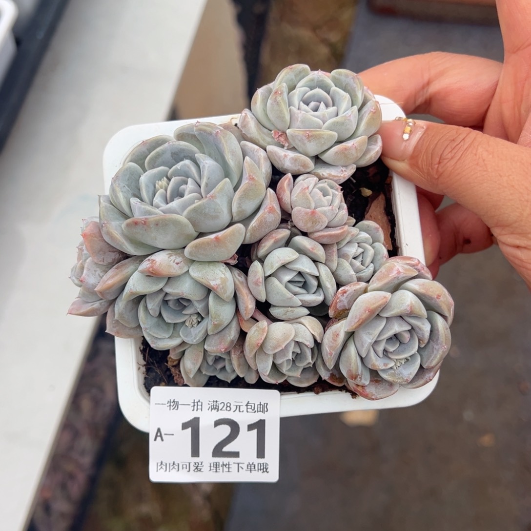 汉堡多肉多肉多肉多肉