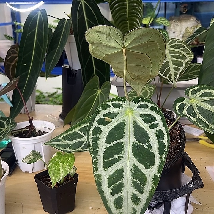 无花朵银虎杂银刷子