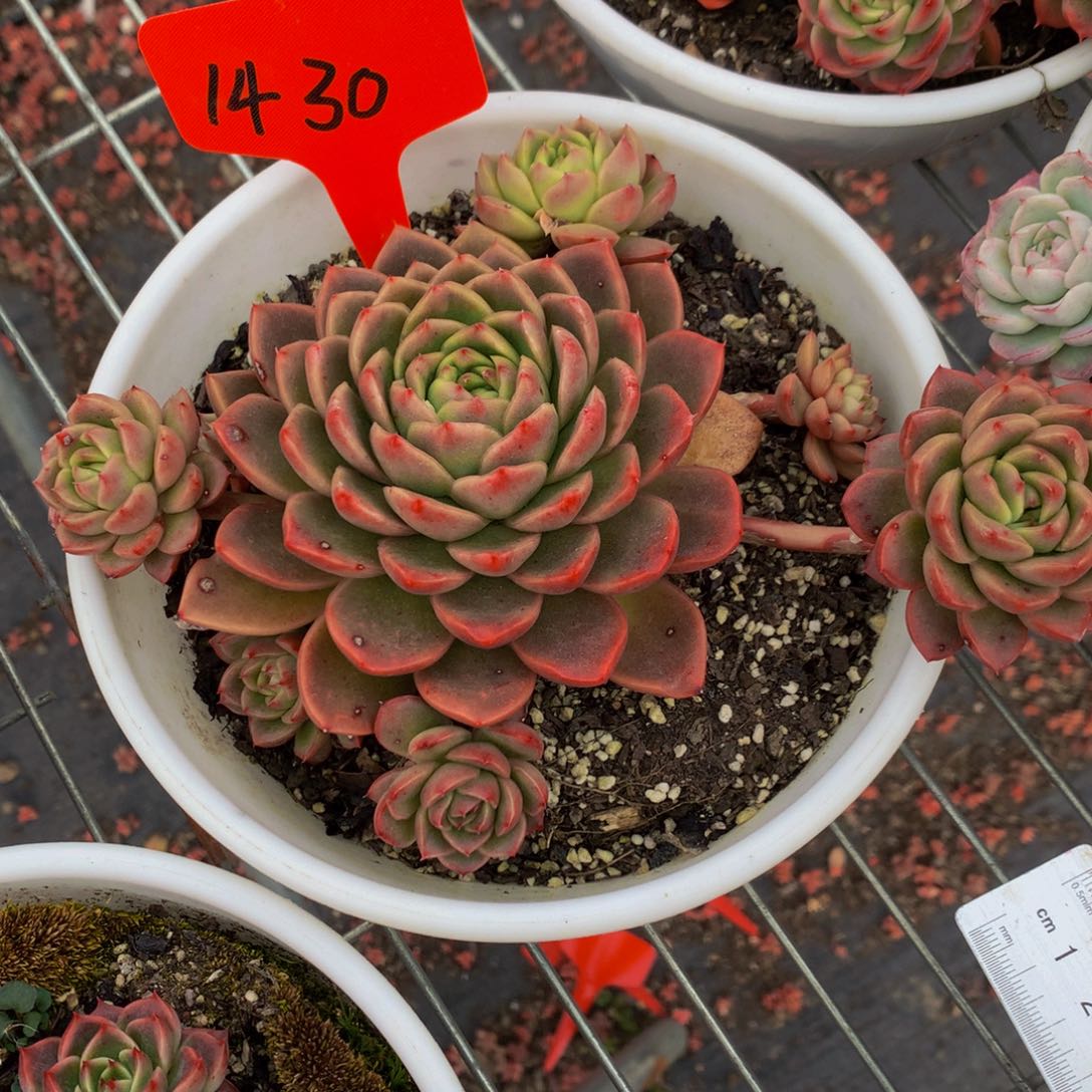 1430-6-16一物一拍