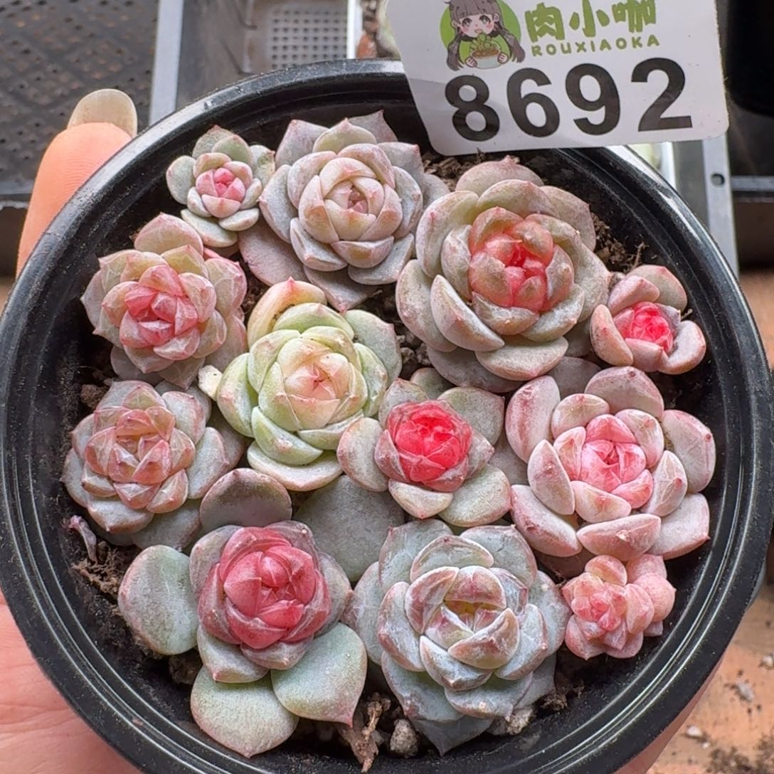 多肉植物多肉植物