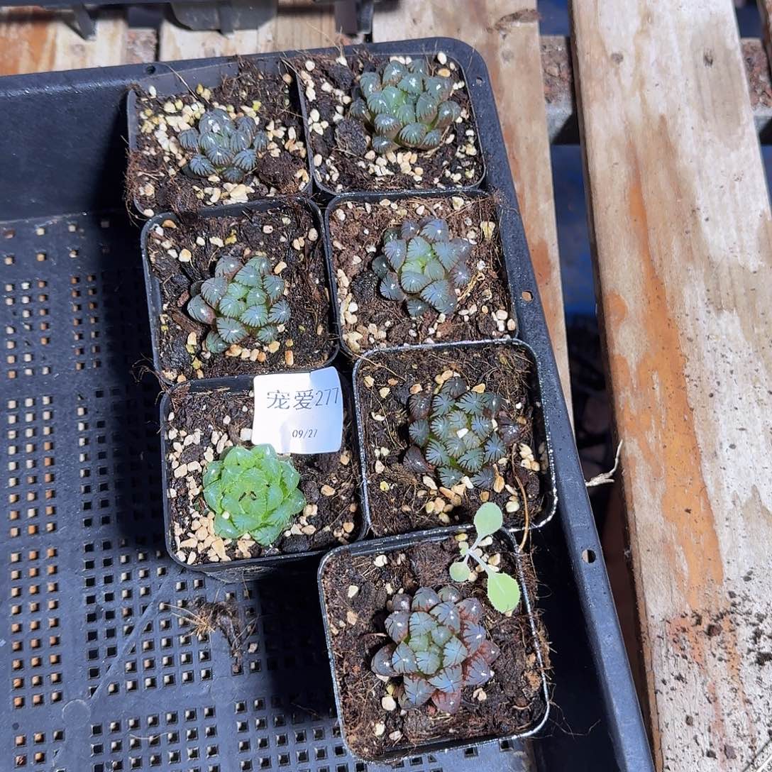 直播福利一物一拍277