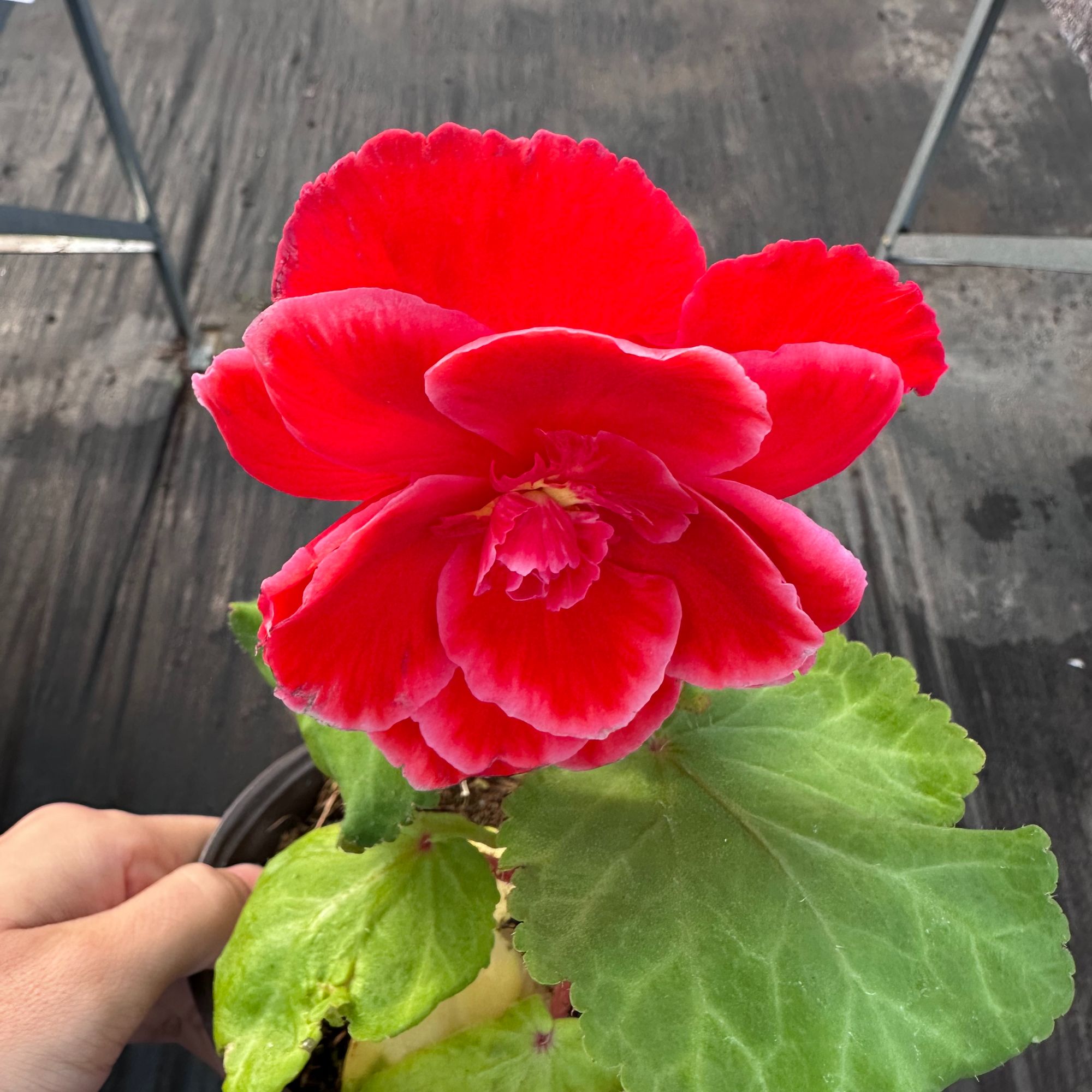 中昌花卉【贵妃夫妻海棠不做售后】鲜花花卉绿植盆栽