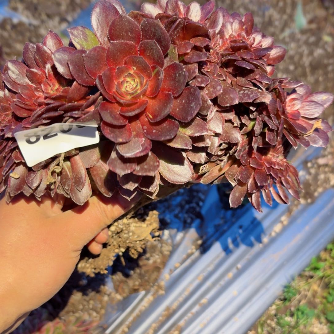 我8206 号多肉法师特价