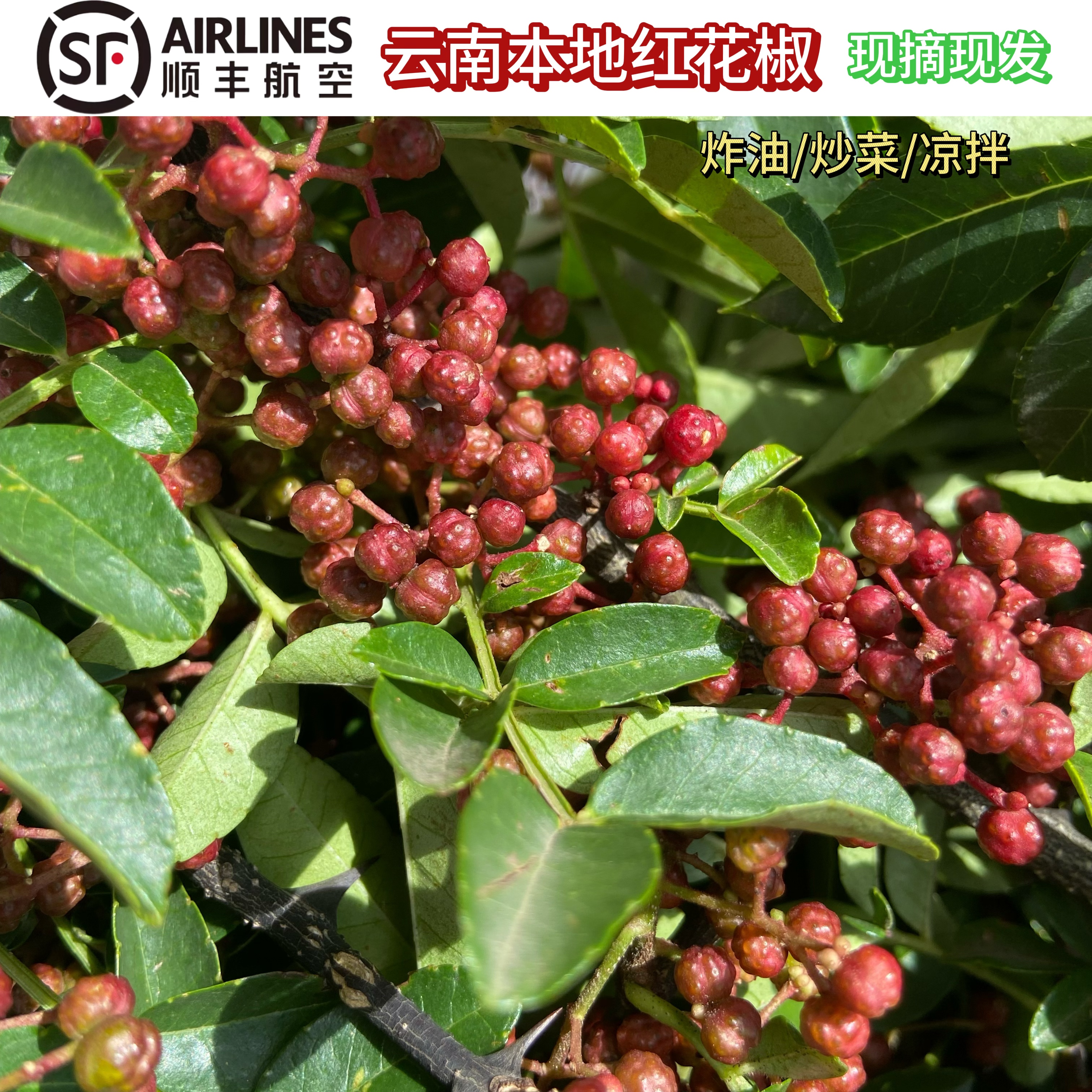 [顺丰包邮空运]云南新鲜花椒大红袍红花椒现摘现发特麻特香红油椒