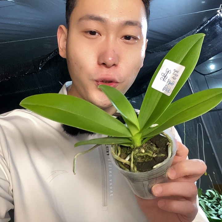 无花朵蓝星蝴蝶兰