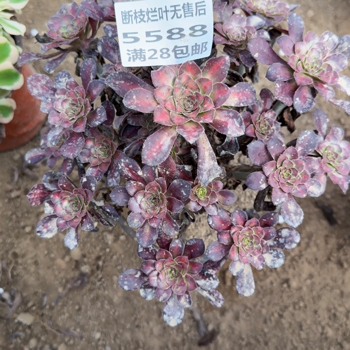 5588二号棚晚霞多肉E