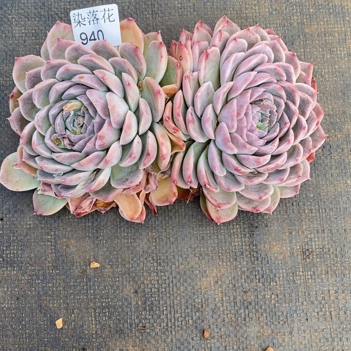 用****2精品多肉植物940