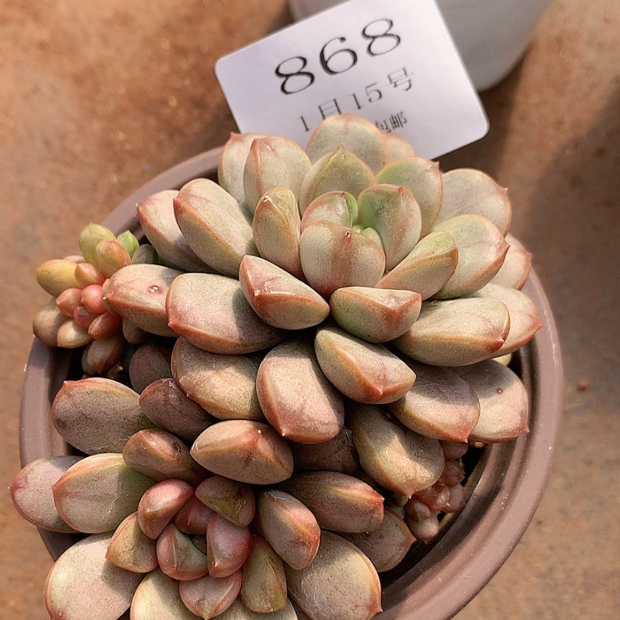 【闪购商品】云868