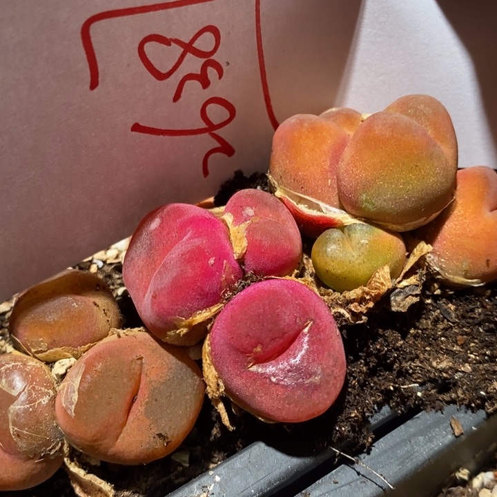 26387一组一组一组