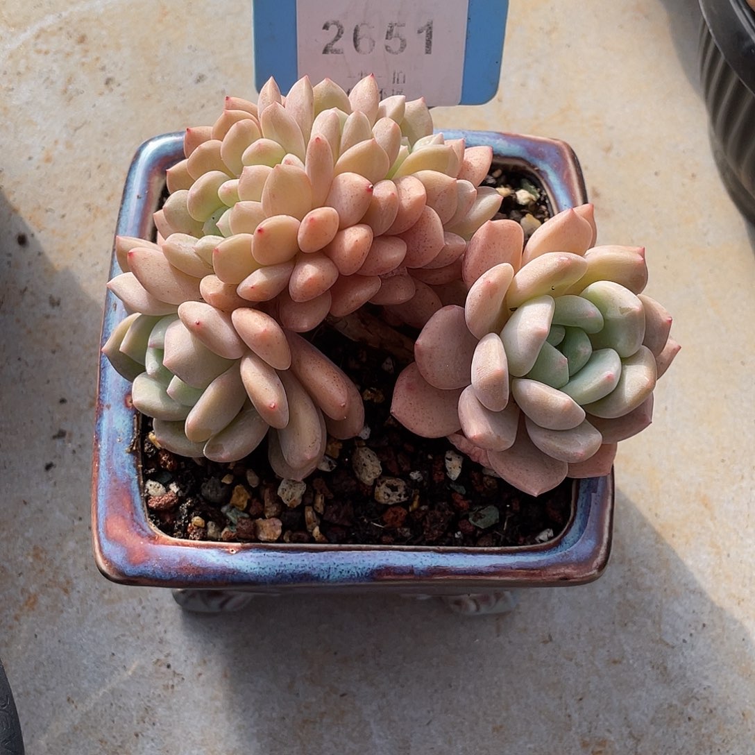 *****冰橙缀化精控2651号