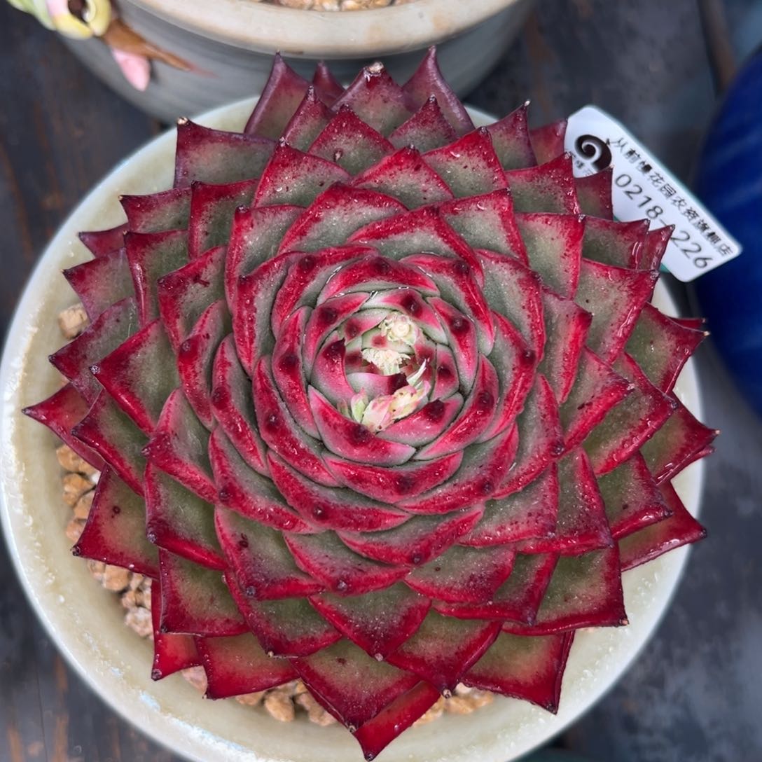 多肉一物一拍0218-226