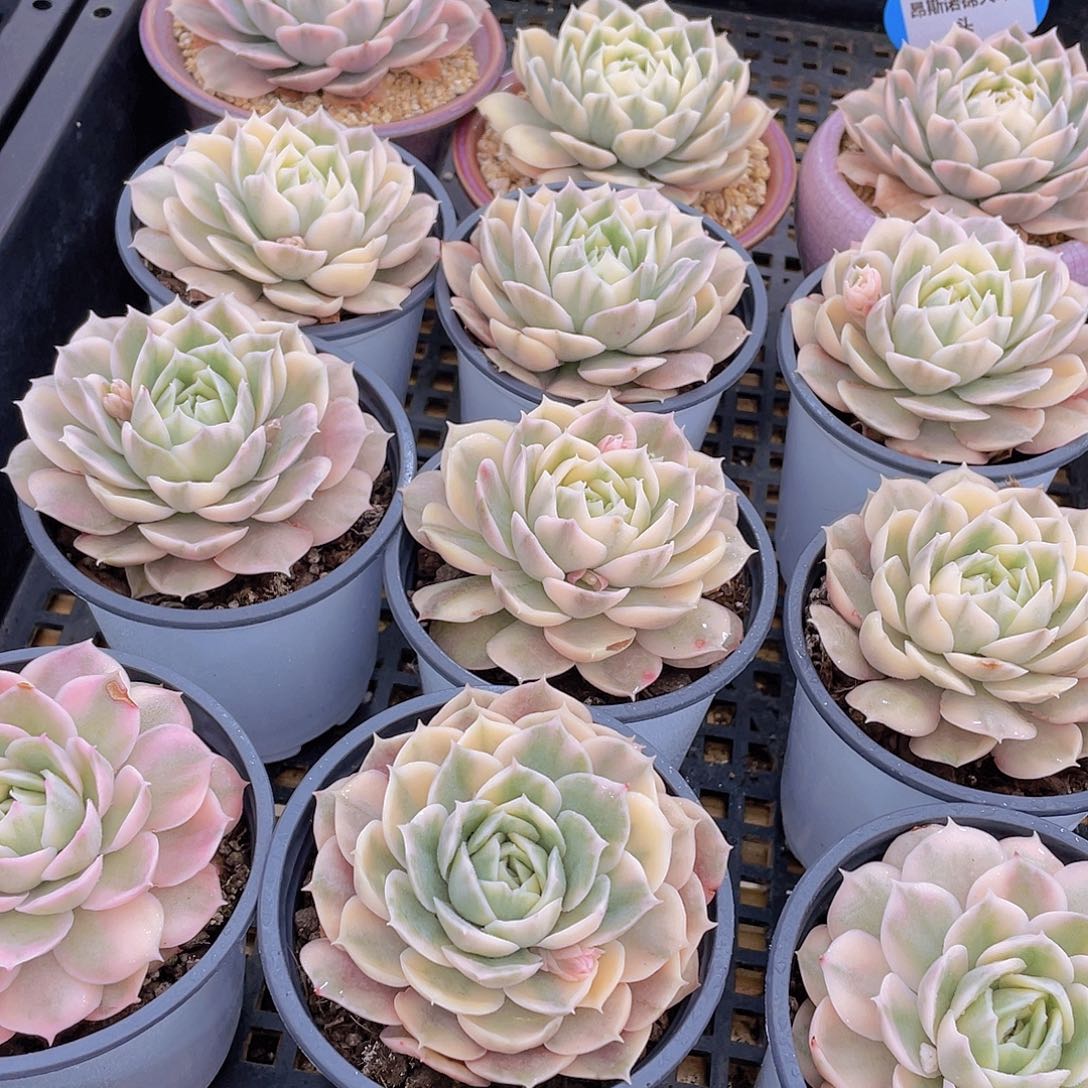 量拍55号 昂斯诺锦多肉大单头一个