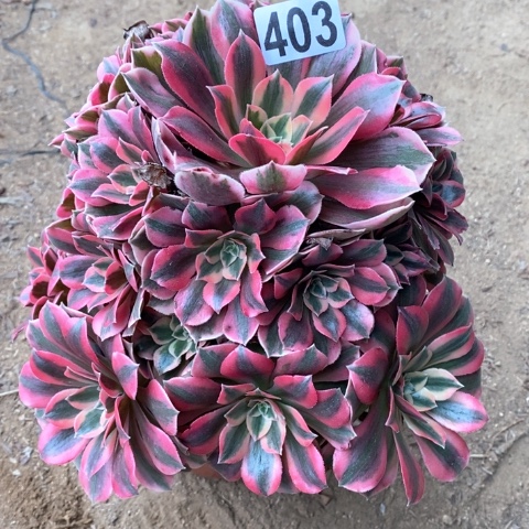 青***莲403女妖法师多肉植物