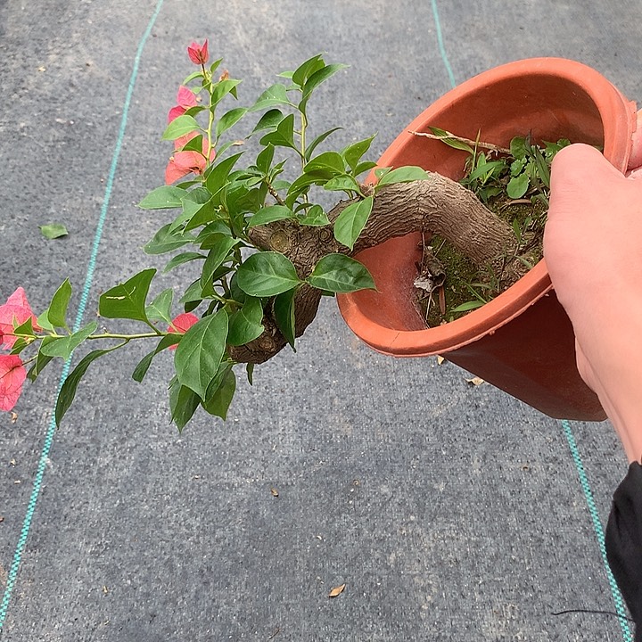 2***6无花朵三角梅老桩