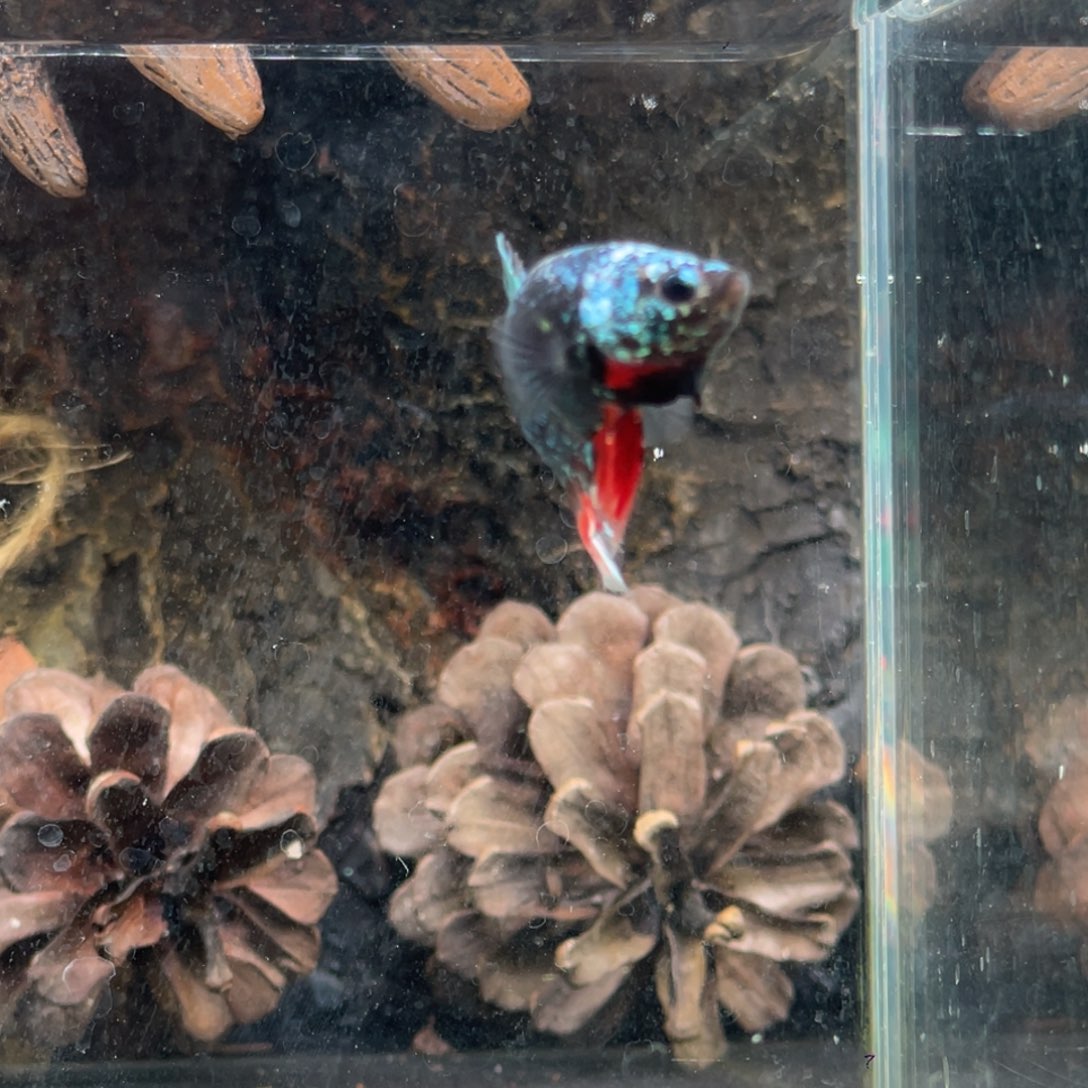 斗鱼十二月二十六日竞价