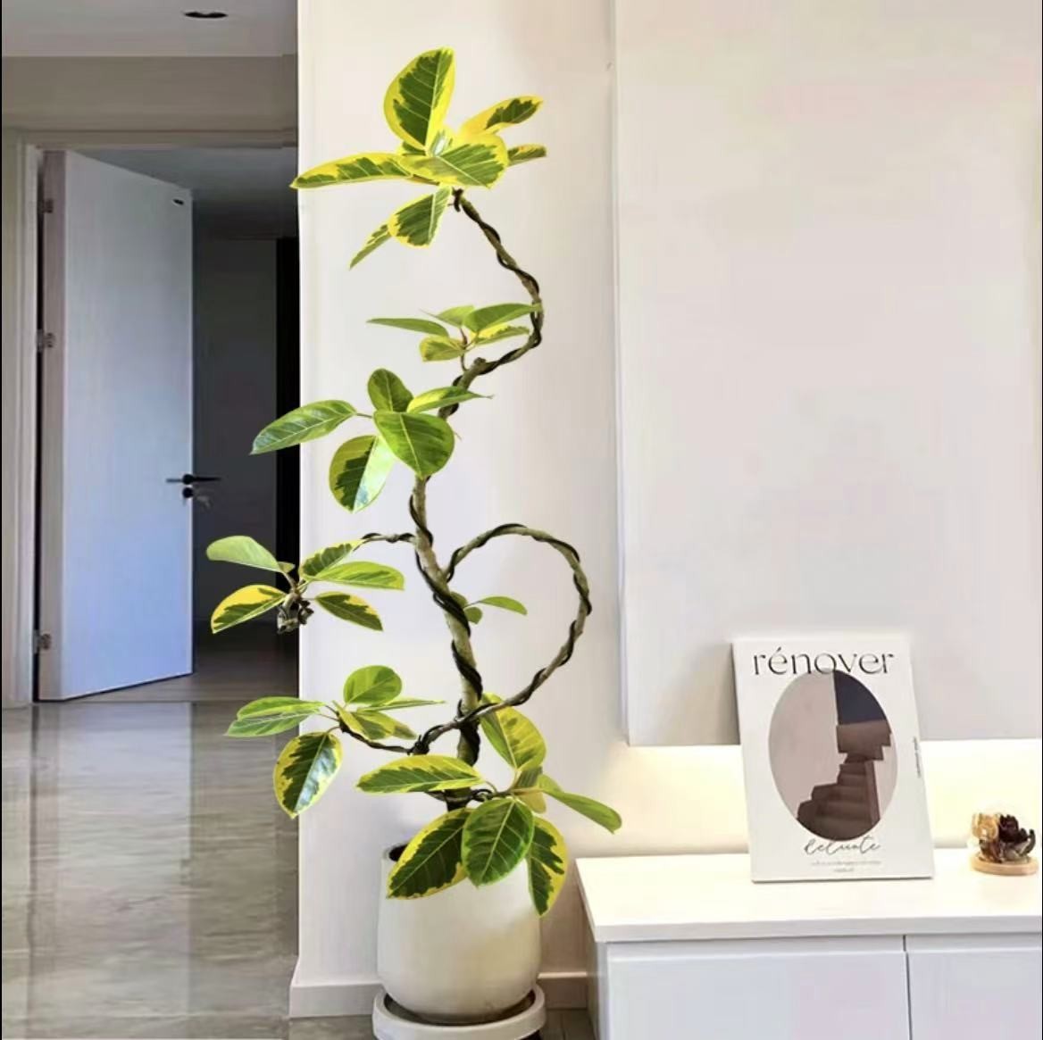 【秋日花田】黄金榕大型绿植室内盆栽适合客厅办公室落地摆放