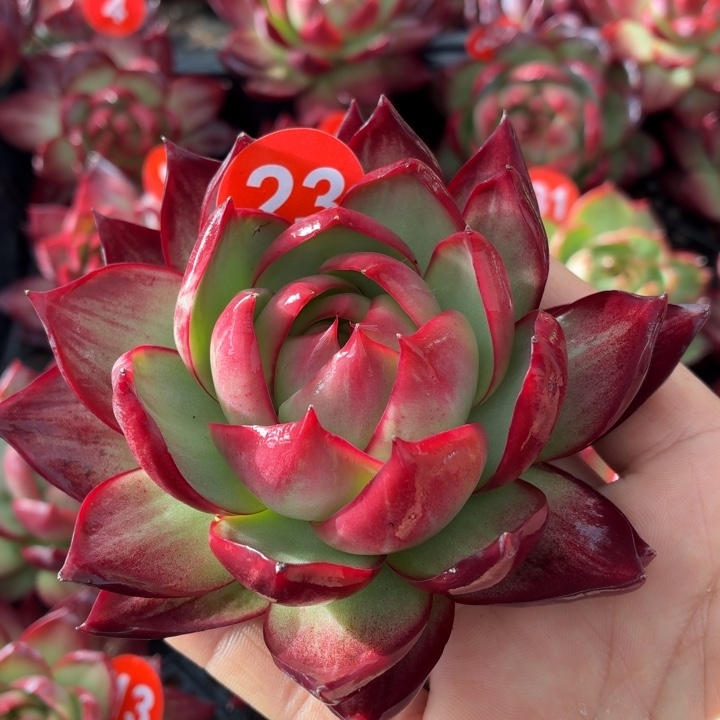向****多肉植物惊鸿仙子
